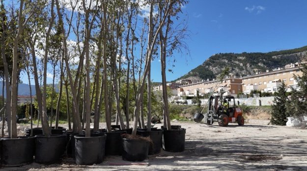 Árboles para plantar en La Vaguada