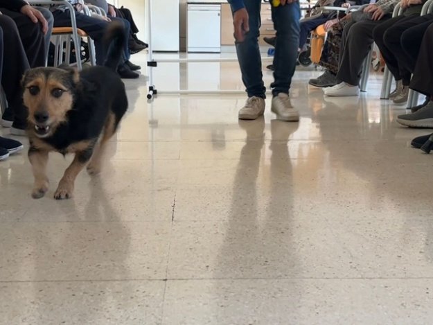 Perro en centro de mayores (solo se ven piernas por protección de datos)