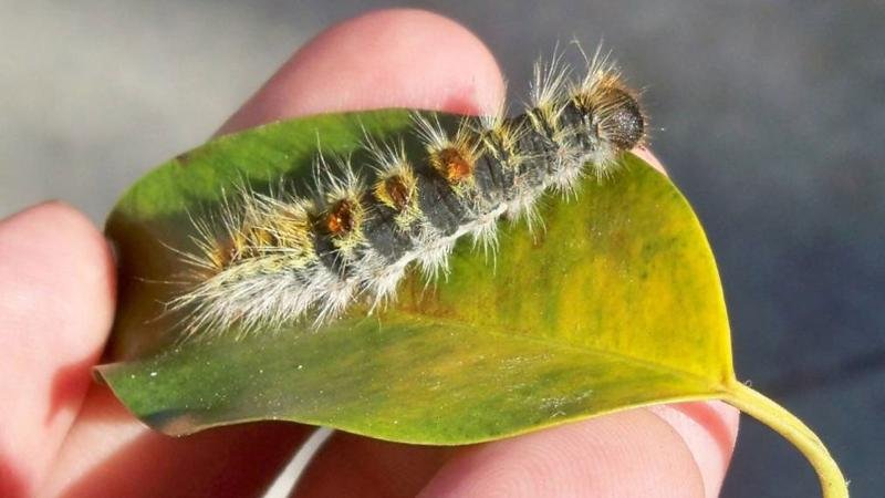 Benidorm aplica técnicas de endoterapia vegetal para atajar la procesionaria del pino en parques y jardines públicos