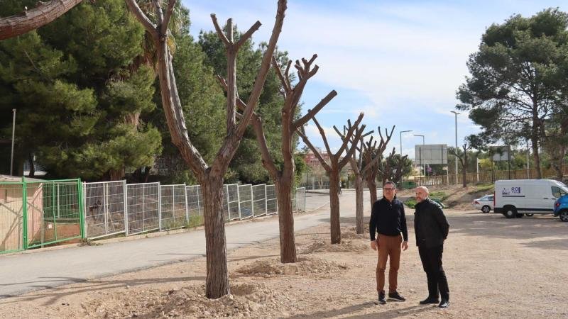 Los árboles trasplantados de Jaime I ya están en su nueva ubicación en El Moralet y el Parque de Foietes